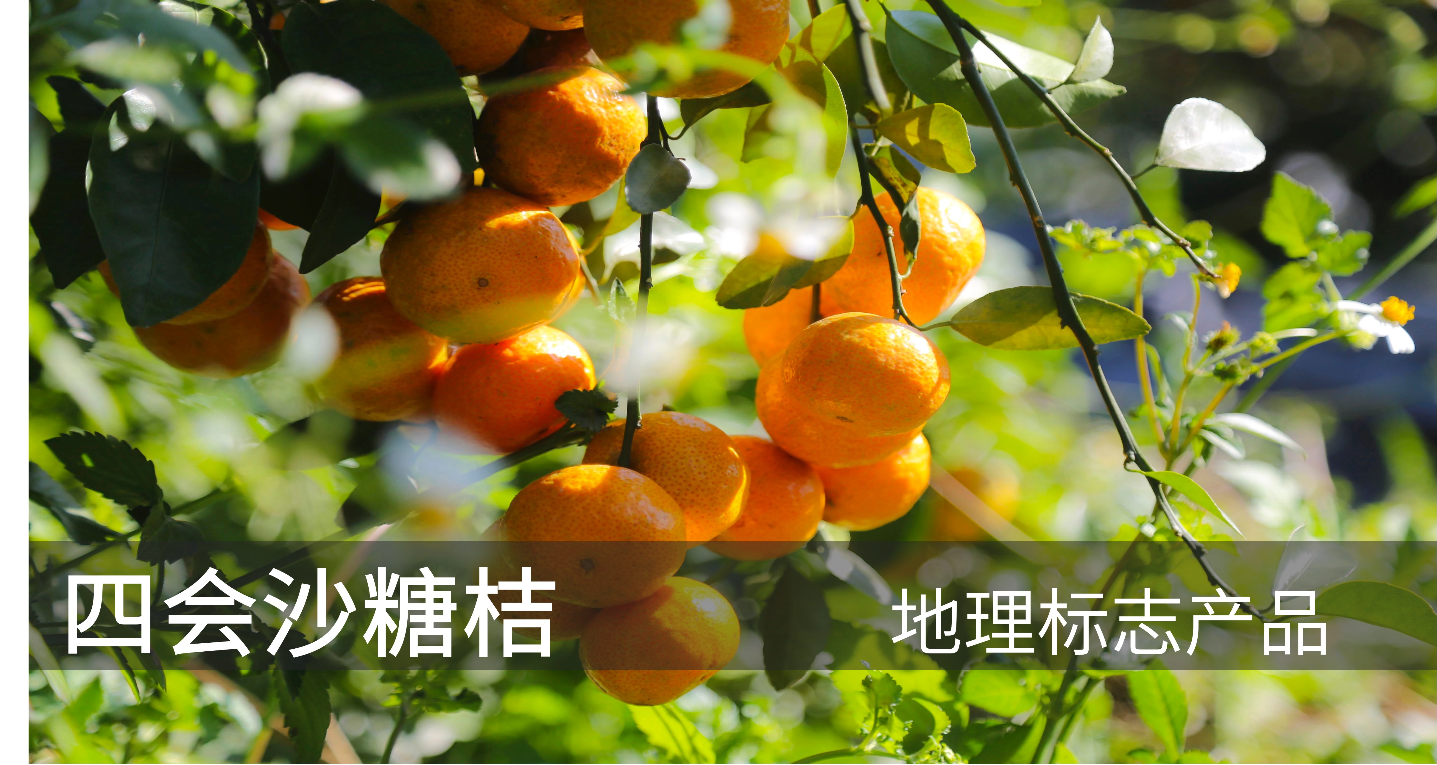 特色产品